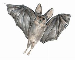 Image result for bat eye watercolor