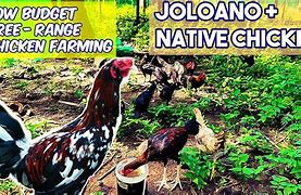 Image result for joloano