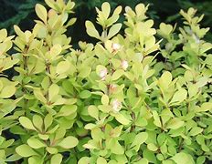 Image result for Berberis thunbergii Golden Rocket