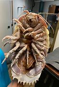 Image result for Isopod Bug