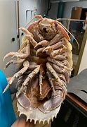 Image result for giant sea isopods facts