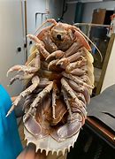 Image result for Giant Isopod Cute