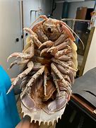 Image result for Giant Isopod Pet