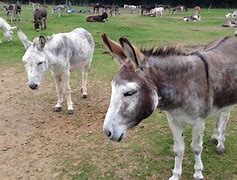 Image result for Donkey Sanctuary
