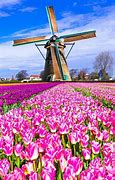 Image result for Windmills Amsterdam Netherlands