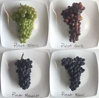 Image result for Stoller+Pinot+Noir+Winemaker 27s+Series+Classic+Clones+Pinot+Noir+777+Estate