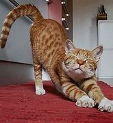 Image result for Funny Cat Poses