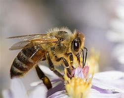 Image result for Abeja Beekeeper's White