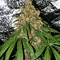 Image result for Weed Seed Kush