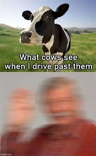 Image result for Cow Saying Moo Meme