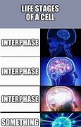 Image result for Meme Brain Stages
