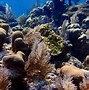 Image result for Coral Reef Snorkeling