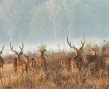 Image result for Asian Plains Animals