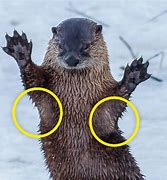 Image result for Sea Otter Armpit Pocket Pictures