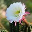Image result for Cactus House plants