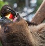 Image result for 2 Toed Sloth Wallpaper