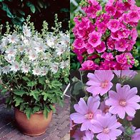 Image result for Lavatera First Light