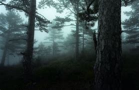 Image result for Dark Forest Logn Tress