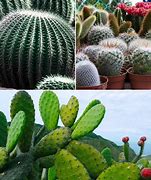 Image result for Different Cactus