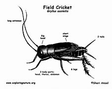 Image result for Parts of a Cricket Field