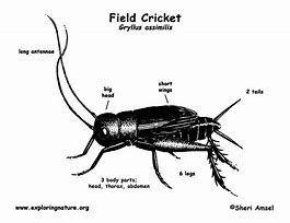 Image result for Cricket Field Diagram