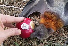 Image result for Jamaican Fruit Bat