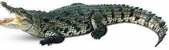 Image result for African Crocodile Transparent