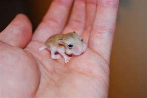 Image result for Hamster Babies