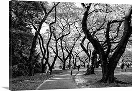 Image result for Japanese Tree Wall Art
