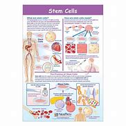 Image result for Stem Cell Clip Art