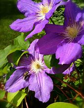 Image result for Clematis with Variegated Leaf Purple and White