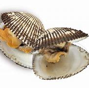 Image result for Coque Coquillage