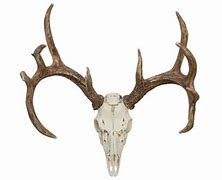 Image result for European Deer Skull