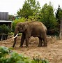 Image result for Chester Zoo Animals List