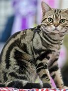 Image result for Best Cats to Own
