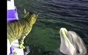 Image result for Dolphin Cat
