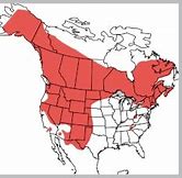 Image result for North American Porcupine Range