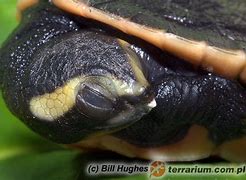 Image result for Emydura Chelidae