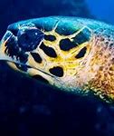 Image result for Ocean Sea Life