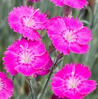 Image result for Dianthus Whatfield Magenta