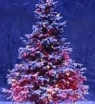 Image result for Gavin Newsom Tree Lighting