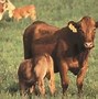 Image result for Cow Breed Chart