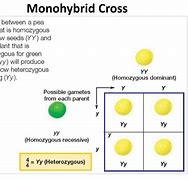 Image result for Monohybrid Cross
