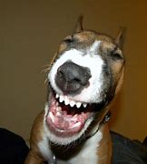 Image result for Laughing Dog Meme Teeth