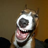 Image result for Funny Dog Laughing