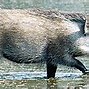 Image result for Wild Hog Shadow