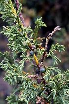 Image result for Juniperus Saltuaria
