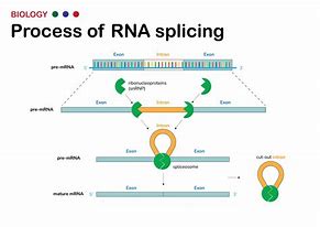 Image result for RNA Splicing