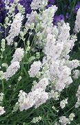 Image result for Lavandula angustifolia White Fragrance