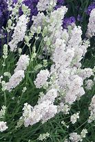 Bildergebnis für Lavandula angustifolia White Fragrance